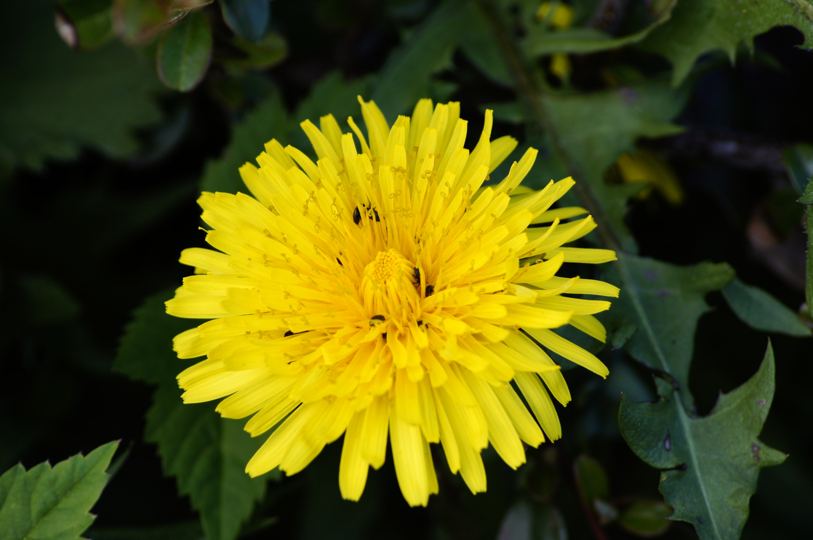 Willkommen Frühling 14