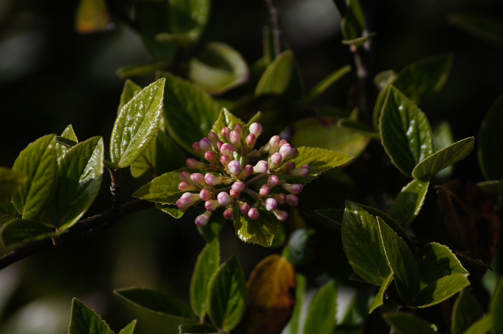 Willkommen Frühling 16