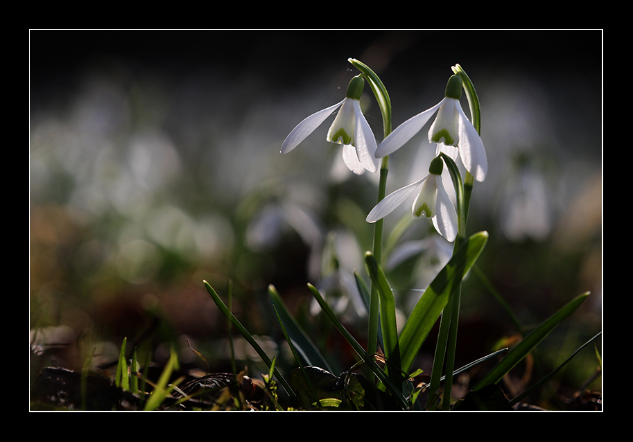 Willkommen, Frühling (2)!