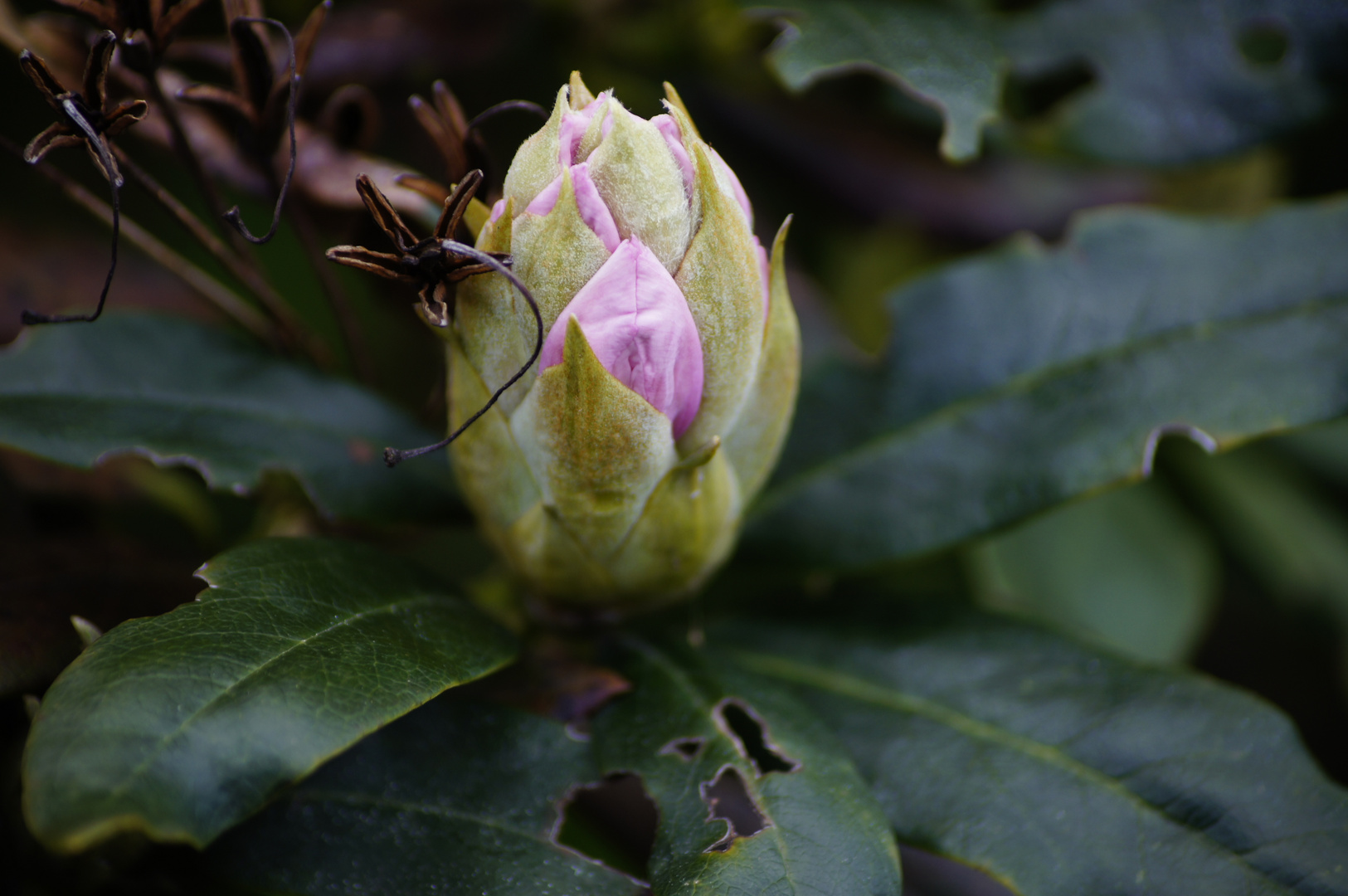 Willkommen Frühling 20