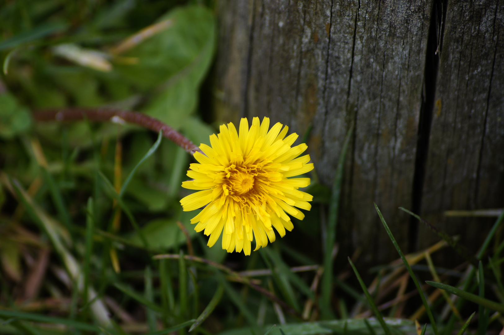 Willkommen Frühling 21