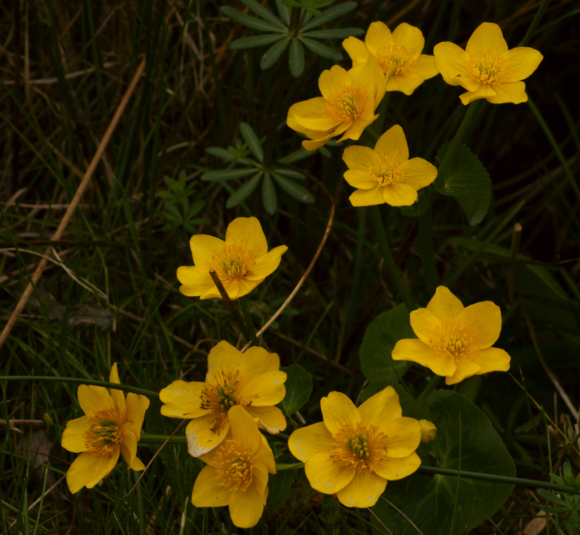 Willkommen Frühling 26