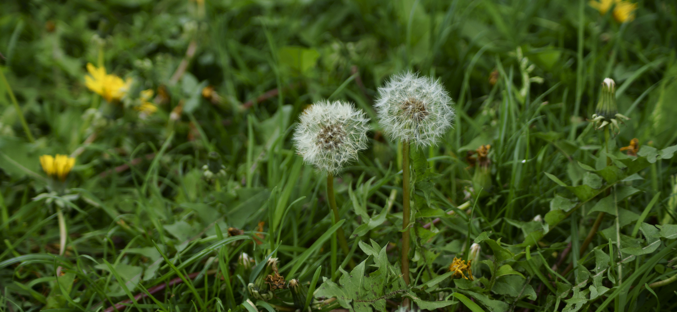 Willkommen Frühling 28