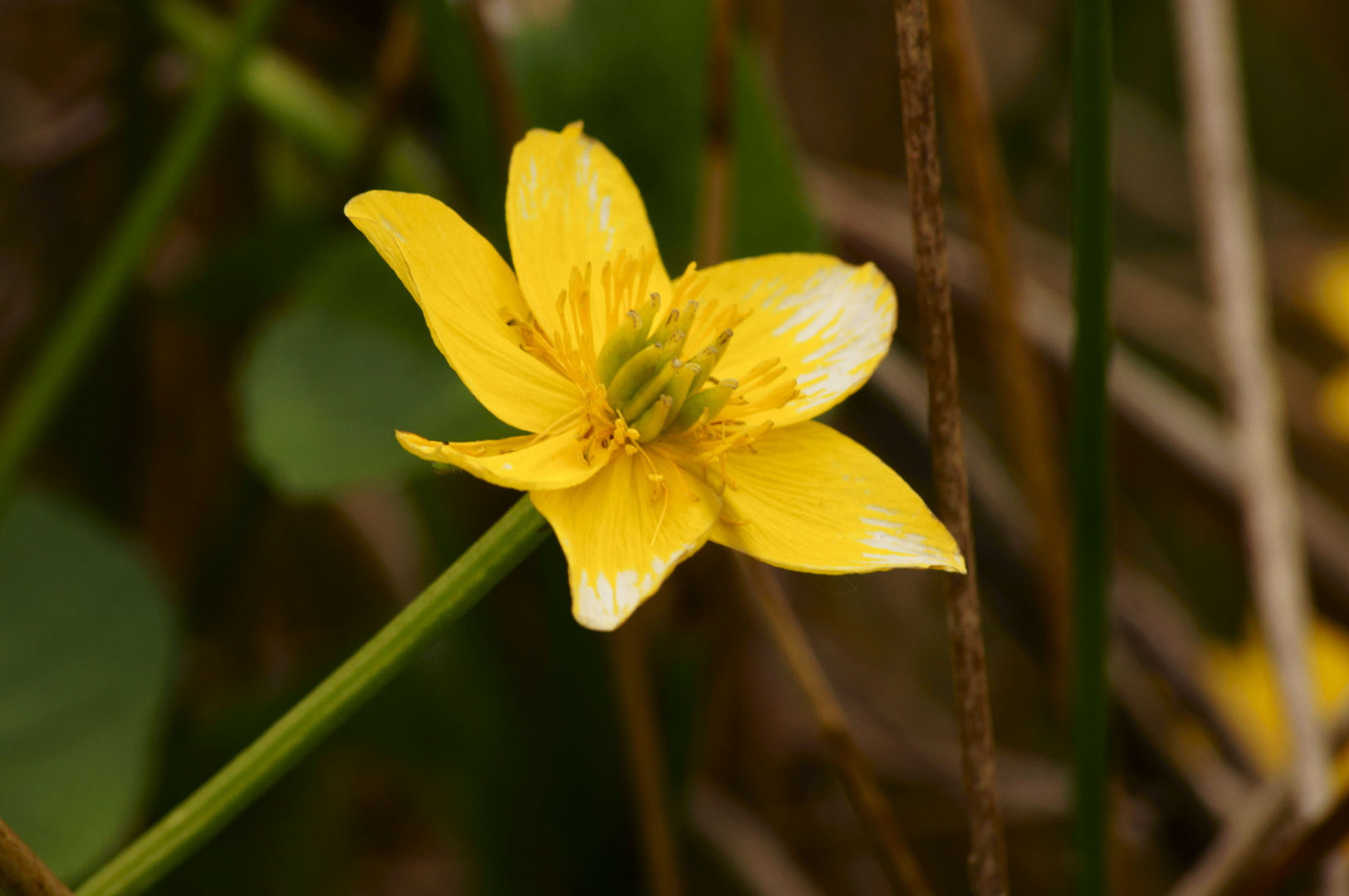 Willkommen Frühling 31