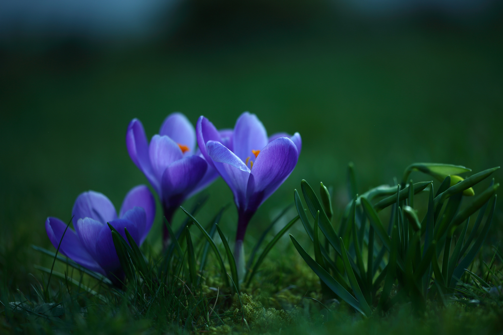 Willkommen Frühling