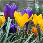 Willkommen Frühling