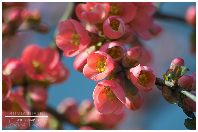 Willkommen Frühling