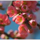 Willkommen Frühling