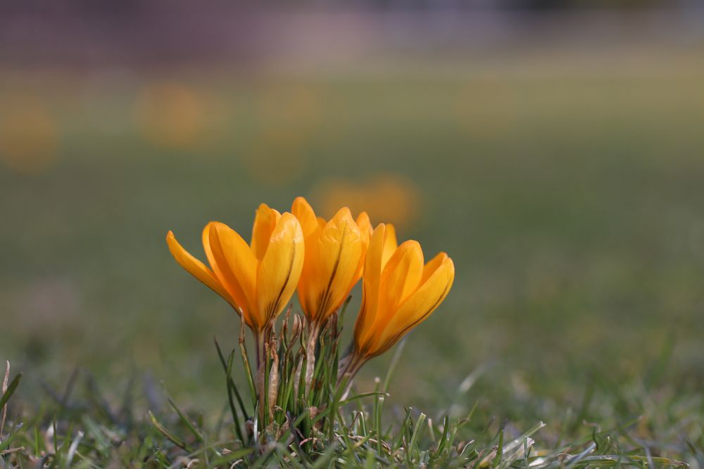 Willkommen Frühling