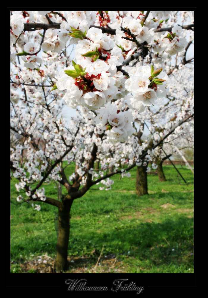 Willkommen Frühling von Martin Funk