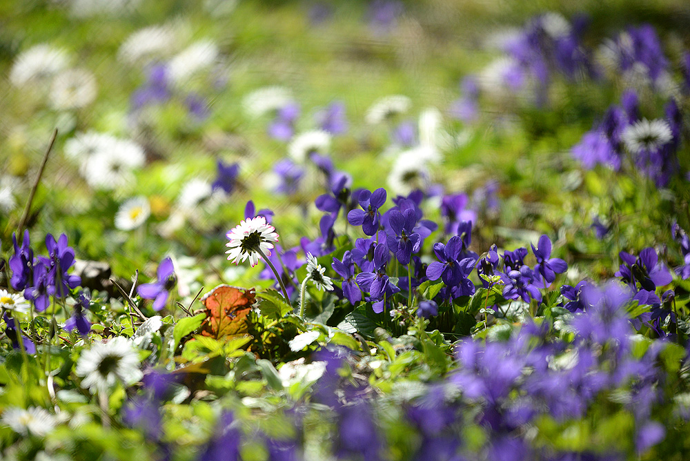 Willkommen Frühling!