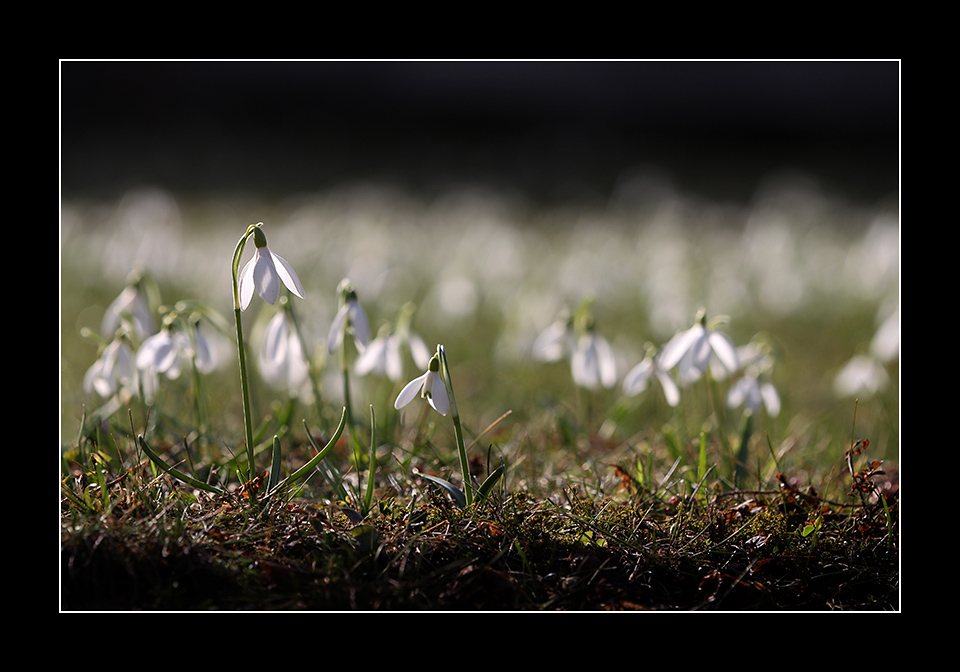 Willkommen, Frühling!