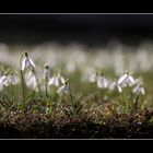 Willkommen, Frühling!