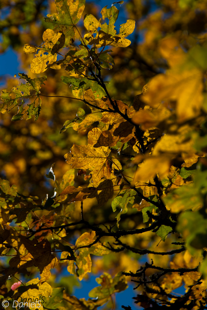 Willkommen Herbst