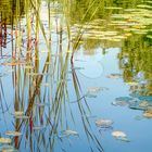 Willkommen Herbst - Liebesbotschaft im Uniteich