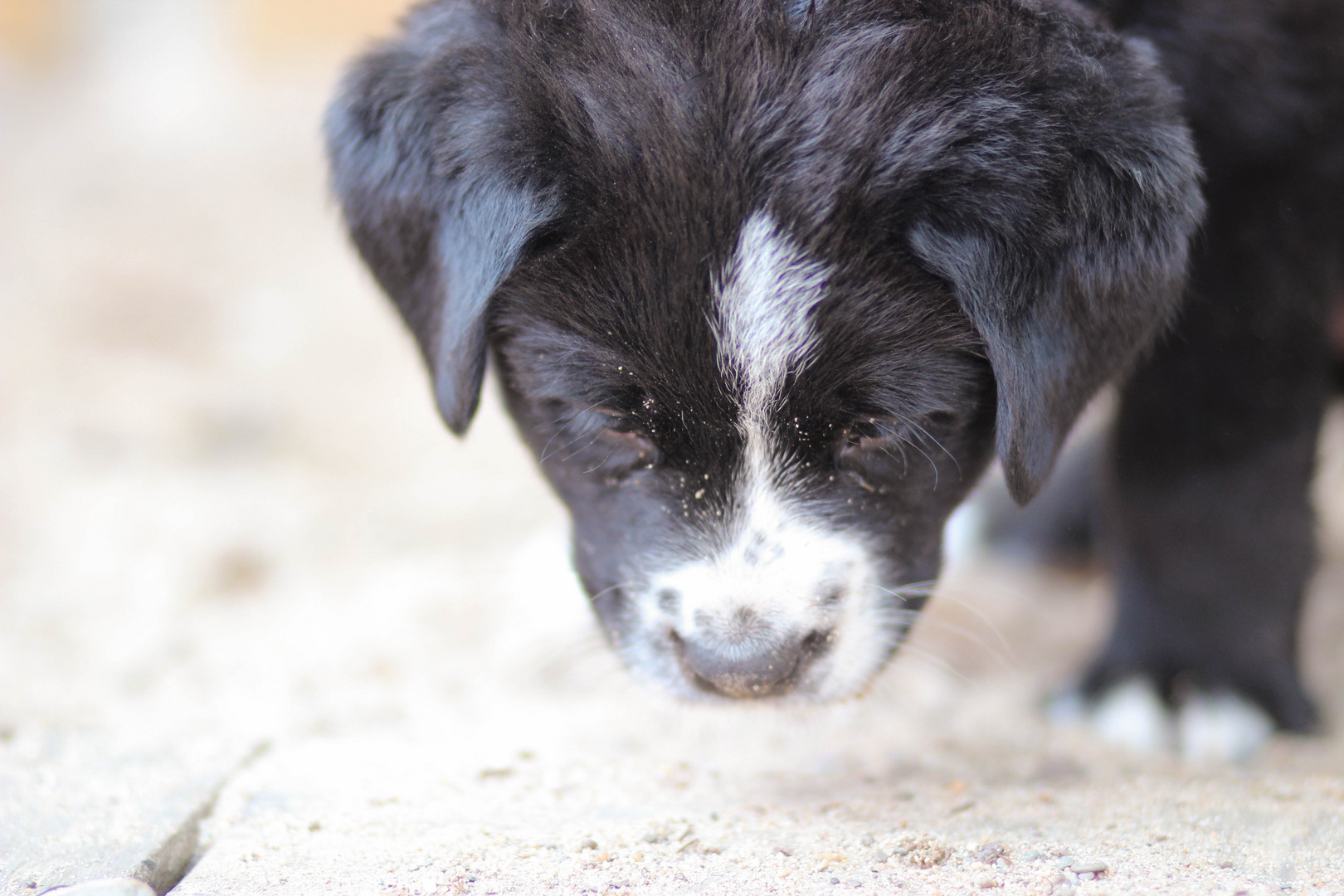 Willkommen Hundekind