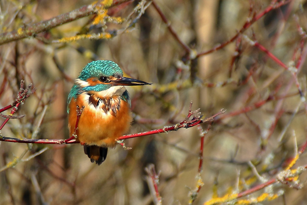 willkommen im Eisvogel-Paradies