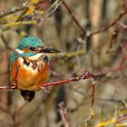 willkommen im Eisvogel-Paradies