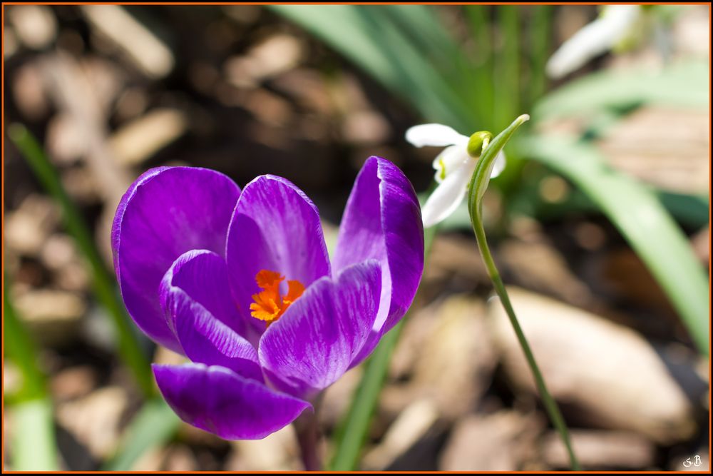 Willkommen im Frühling