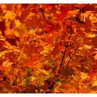 ...willkommen im Herbst No. 6, im Rausch der Farben...
