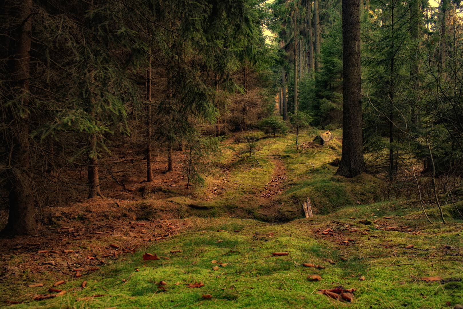 willkommen im märchenwald