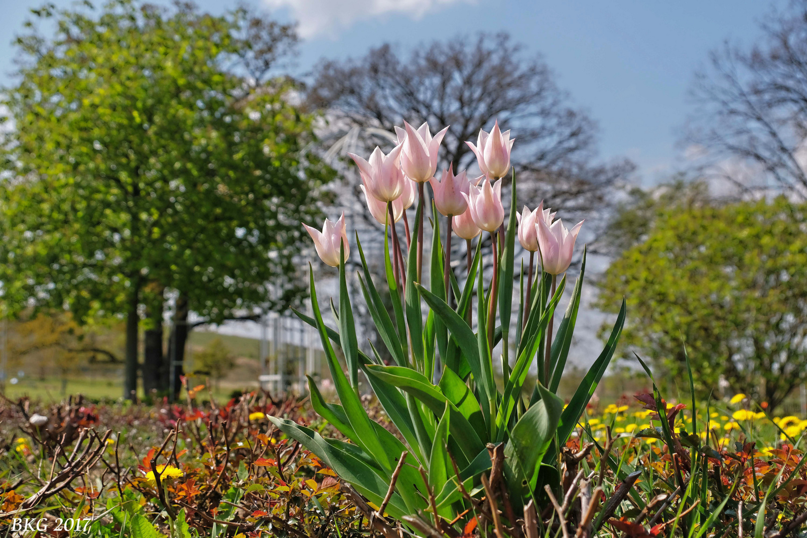 Willkommen im Mai - Blütenpracht in der Neuen Landschaft Ronneburg 