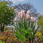 Willkommen im Mai - Blütenpracht in der Neuen Landschaft Ronneburg 