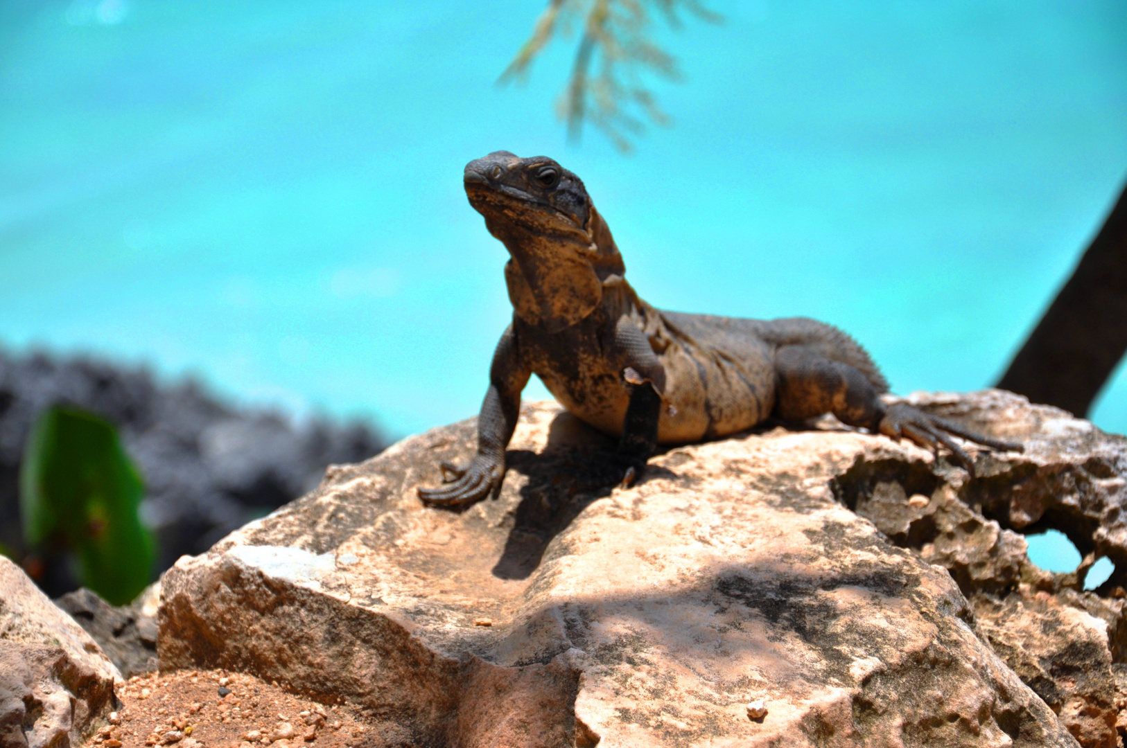 Willkommen im Mexiko - der Leguan von Tulum