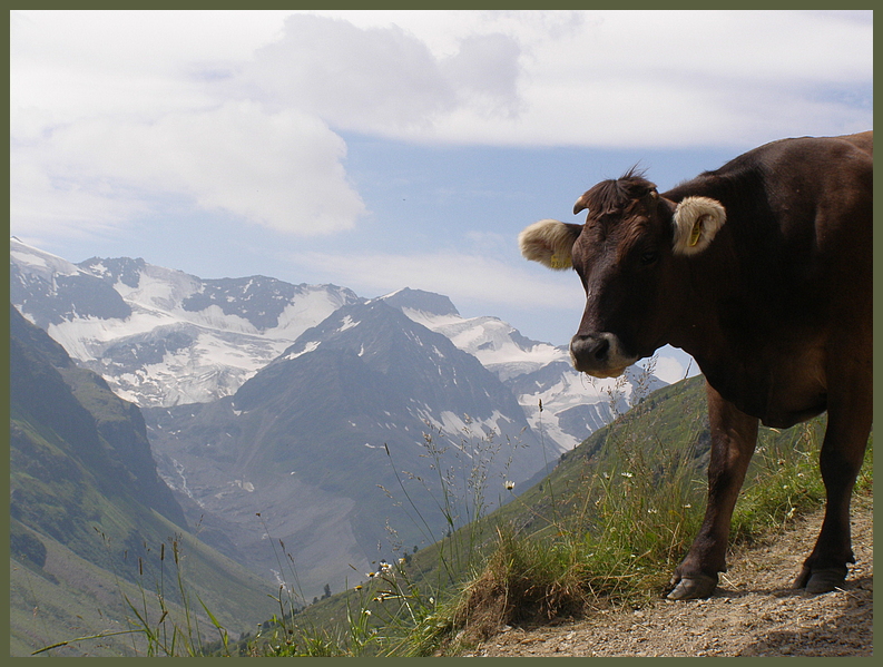 Willkommen im Pitztal...