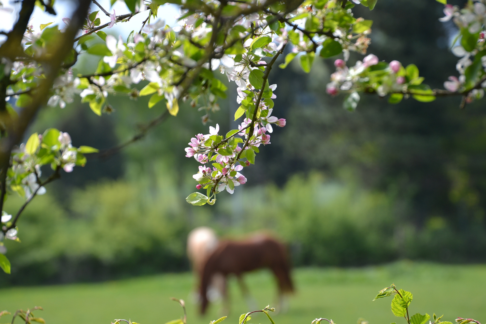 Willkommen im Ponyparadies