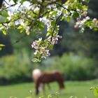 Willkommen im Ponyparadies