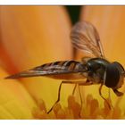 Willkommen im Ringelblumen - Sonnenstudio