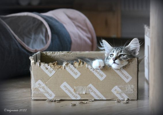Willkommen in der katzenstube