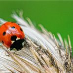 Willkommen in der Mikro- und Makro-Welt