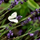 Willkommen in unserem Garten