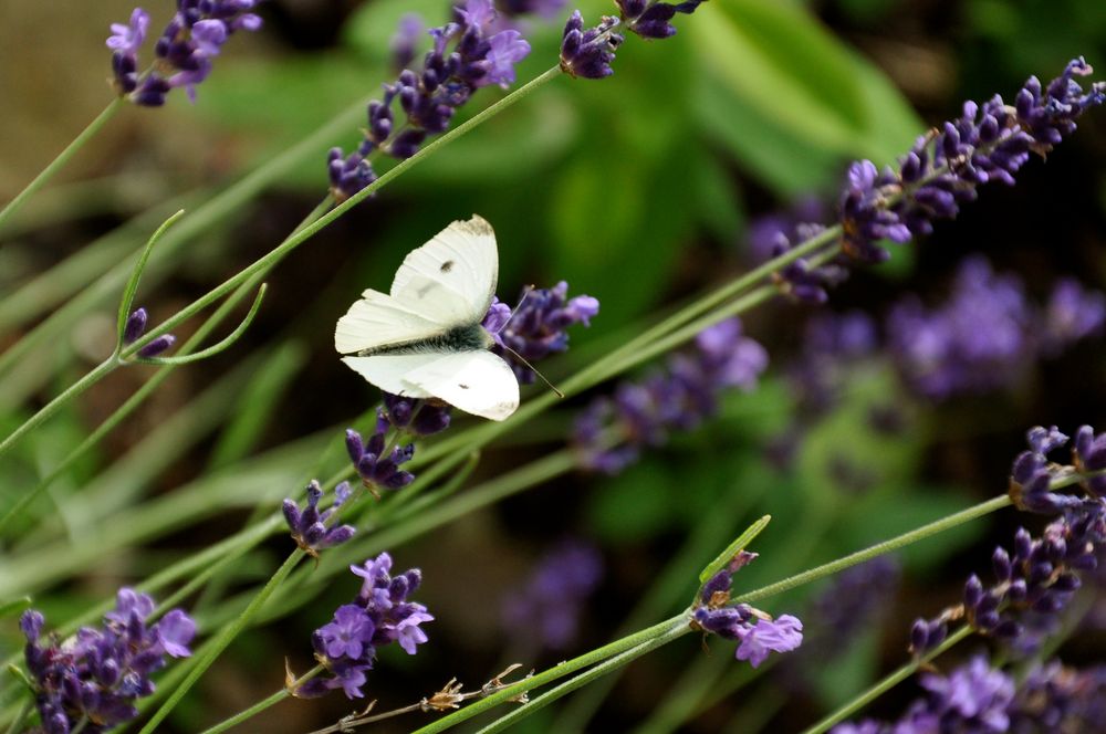 Willkommen in unserem Garten