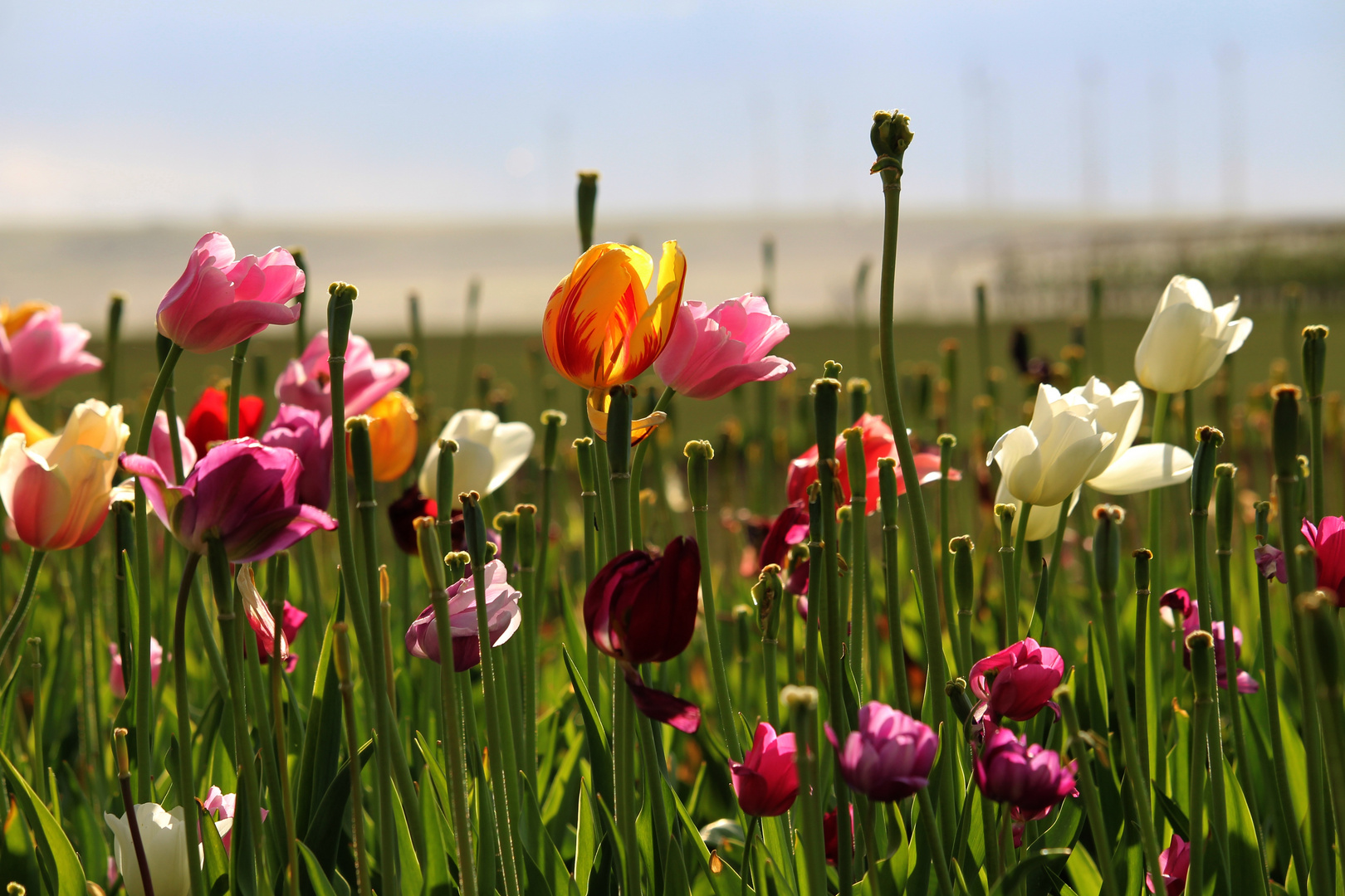 Willkommen Mai - welcome may Foto & Bild | nature, frühling, natur ...