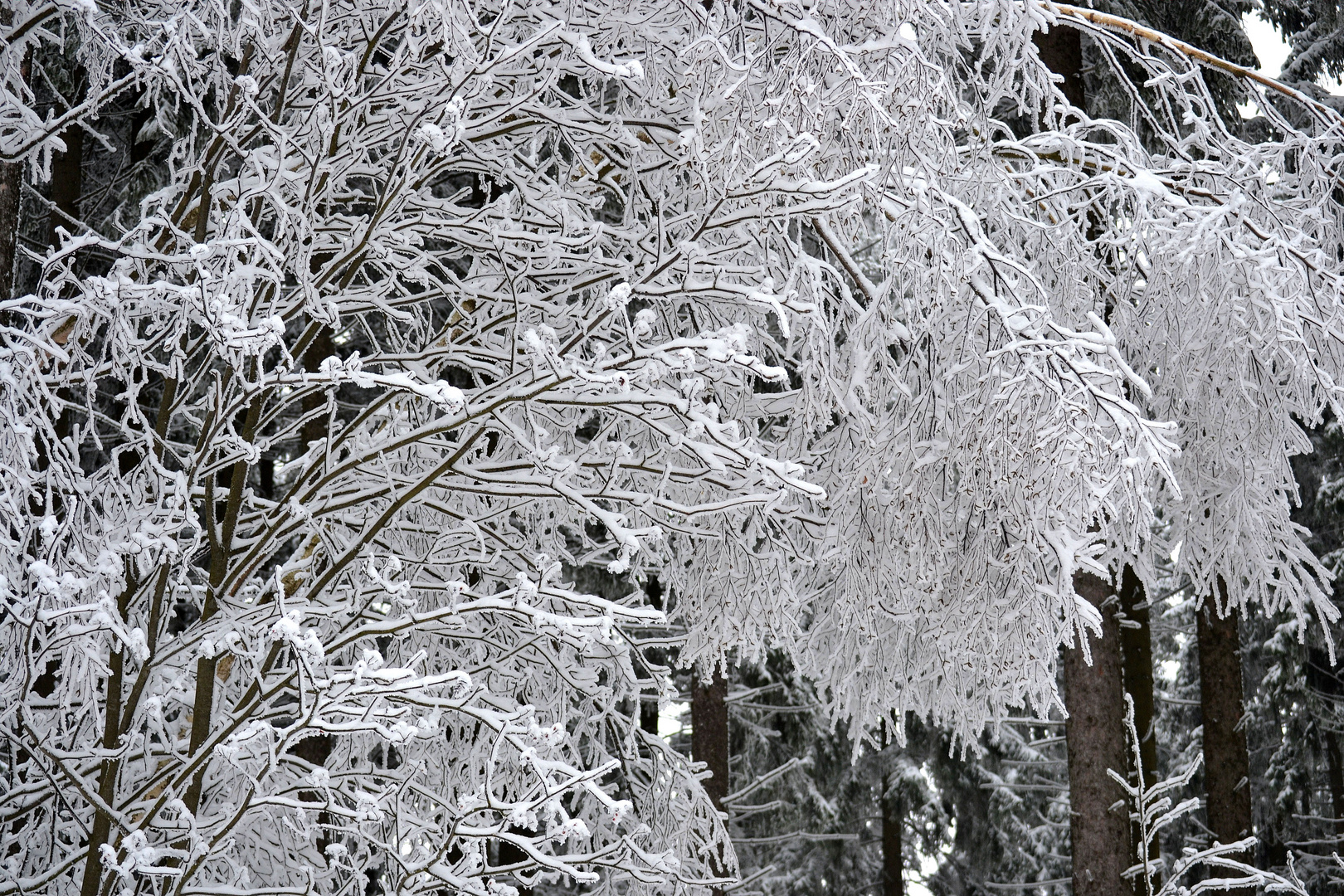 Willkommen Winter