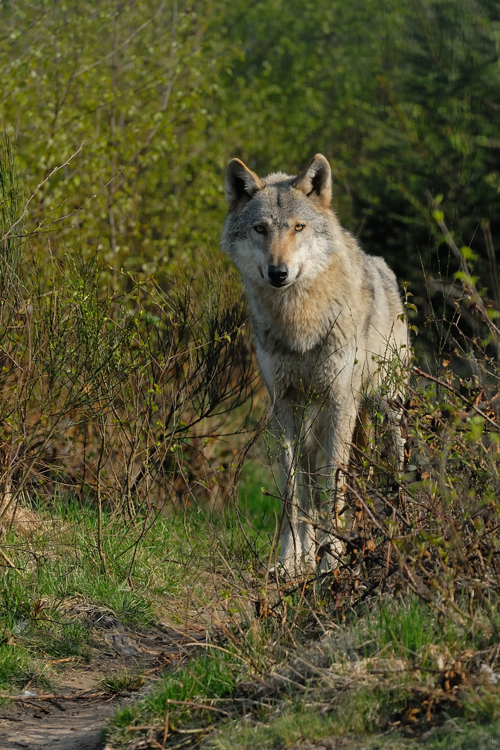 Willkommen Wolf