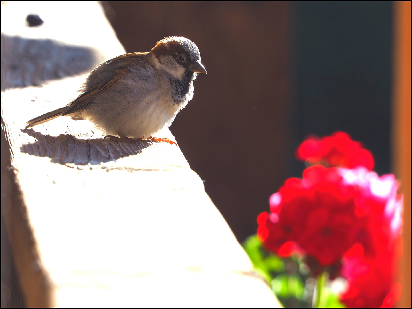 willkommener Besuch