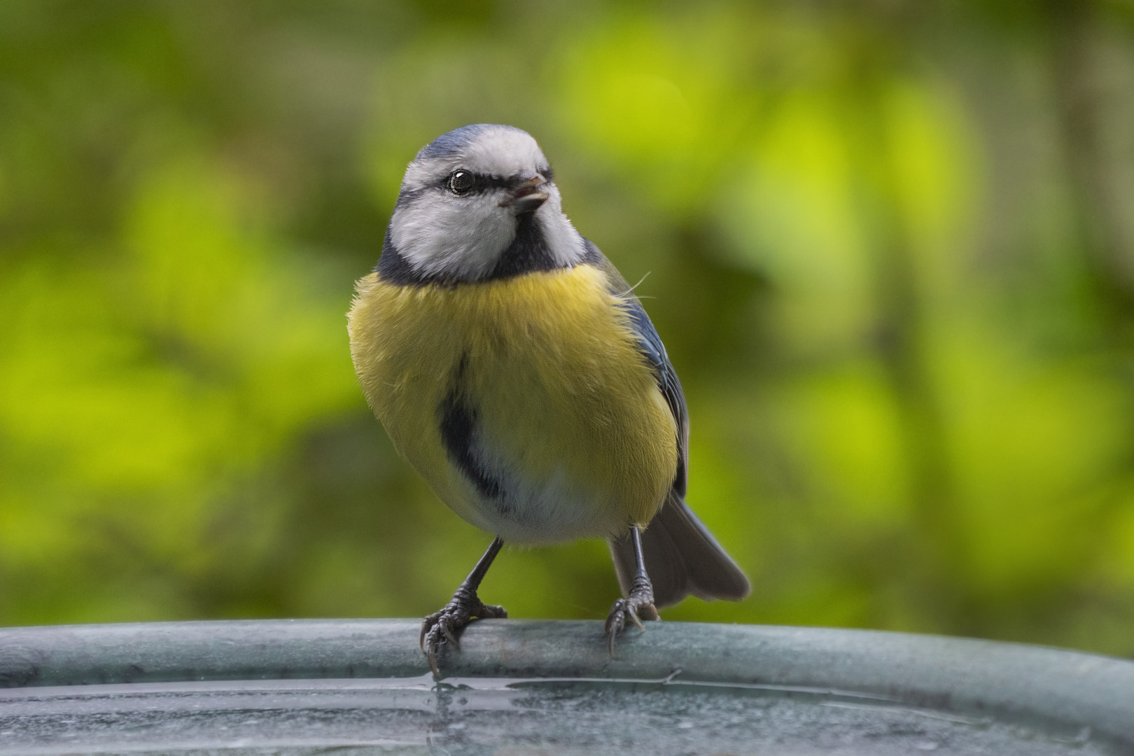 Willkommener Besuch auf unserer Terrasse...