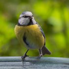 Willkommener Besuch auf unserer Terrasse...