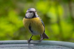 Willkommener Besuch auf unserer Terrasse...