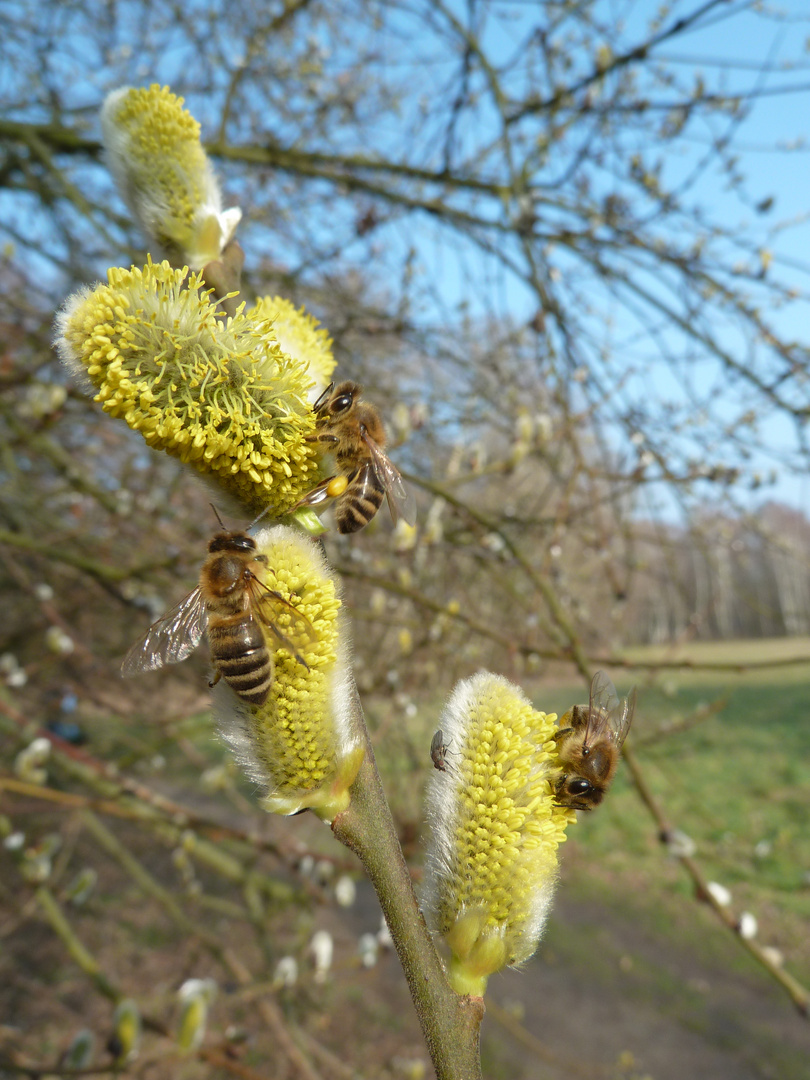 willow-catkins