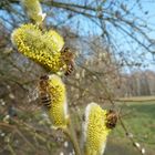 willow-catkins