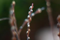 Willow catkins