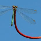 Willow Emerald Damselfly