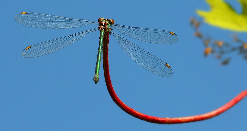 Willow Emerald Damselfly