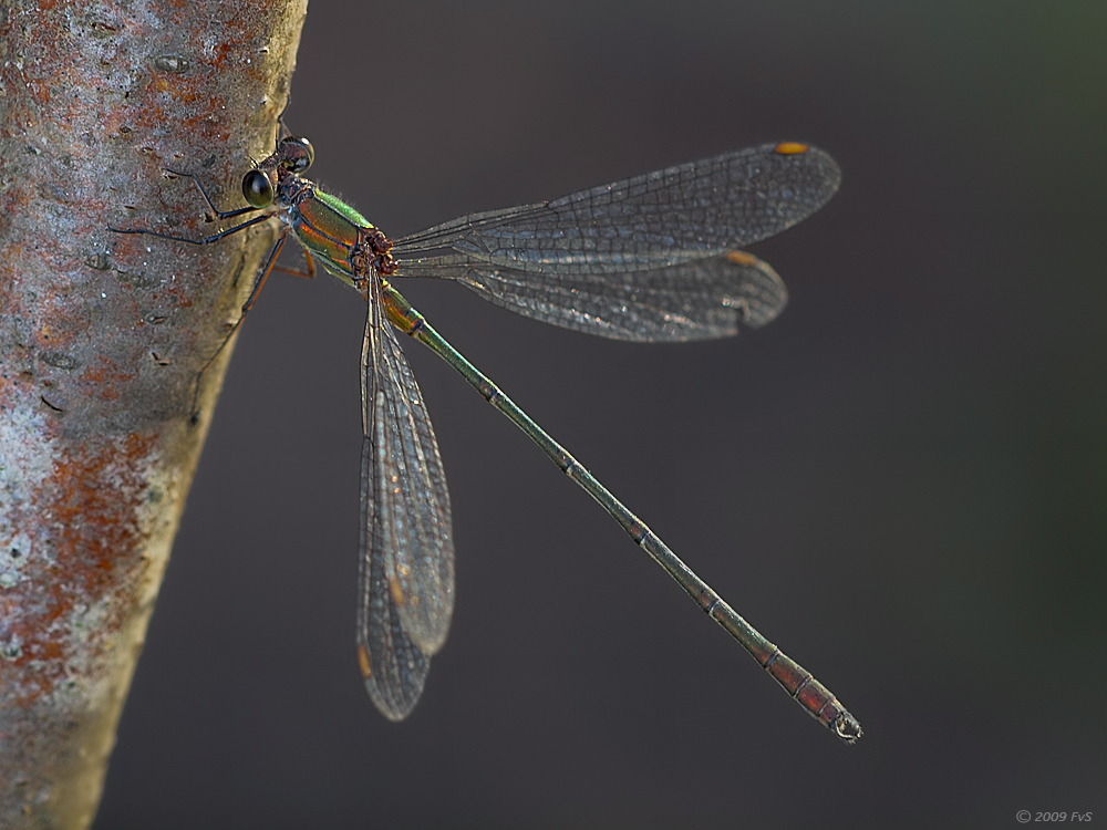 Willow Emerald Damselfly III