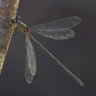 Willow Emerald Damselfly III